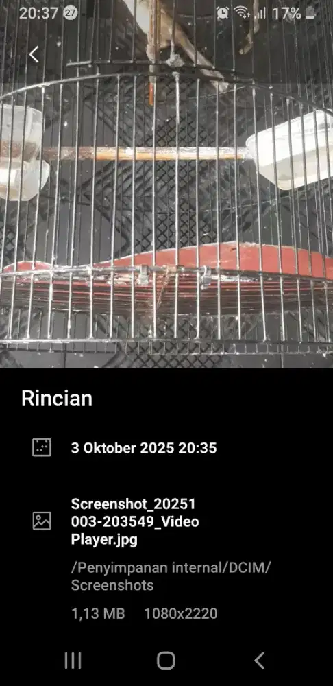 Cigun dan ciblek