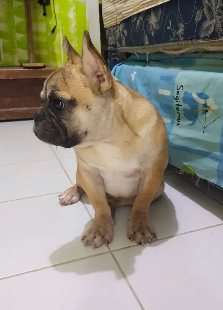 Pejantan french buldog 2 tahun