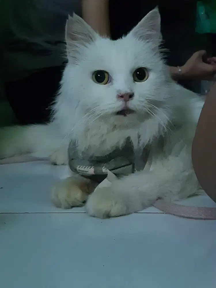 kucing flat nose betina