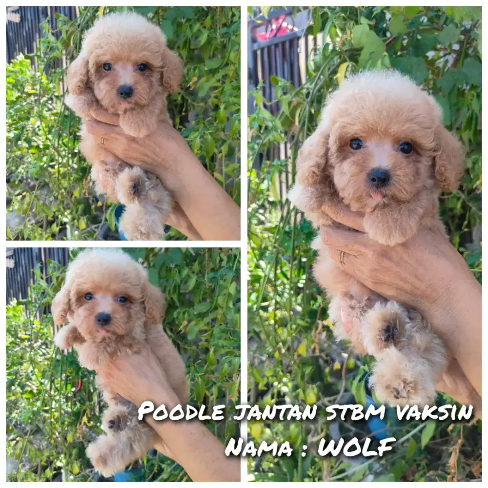 Dijual toy poodle jantan