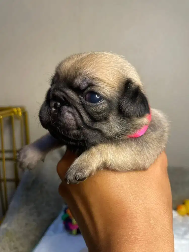 Pug male female