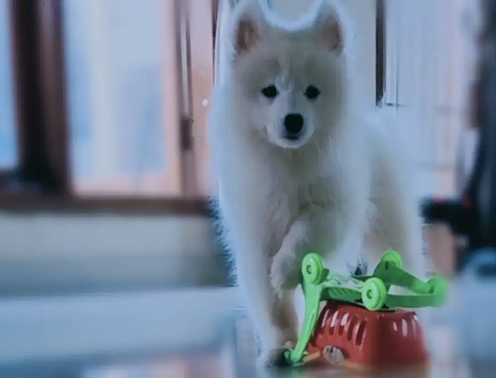 Samoyed Female Stb Vaksin 3 bln