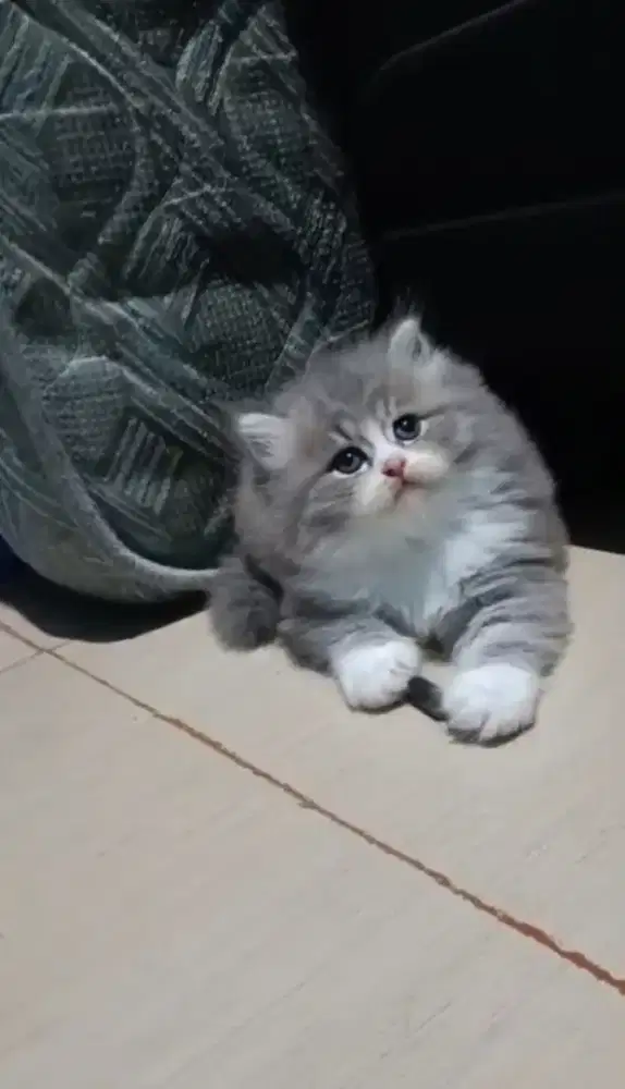 Kucing Betina Norwegian bulu riwug