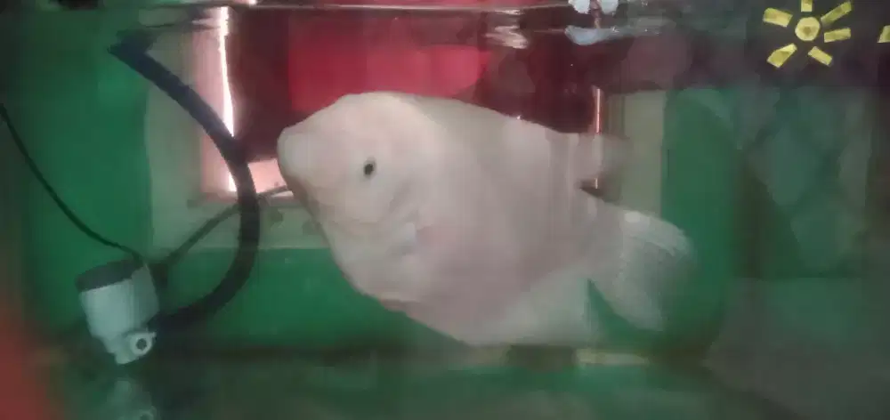 Ikan gurame padang size gede