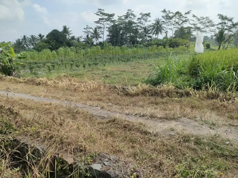 jual cepat tanah luas 557m2 dibarat jl palagan km 15 view sawah