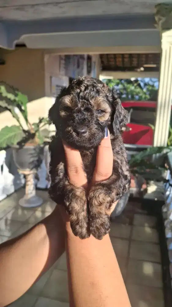 Dijual anjing Toy Poodle Pure