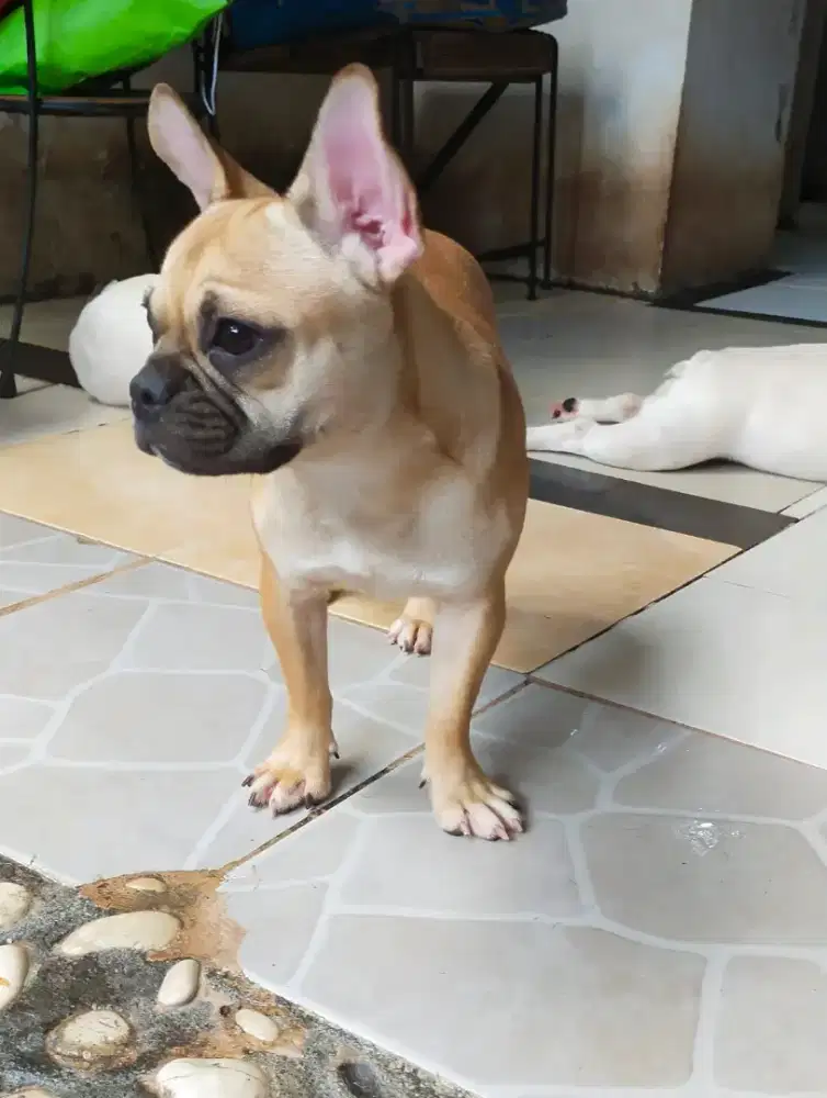 Frenchi betina 2 tahun