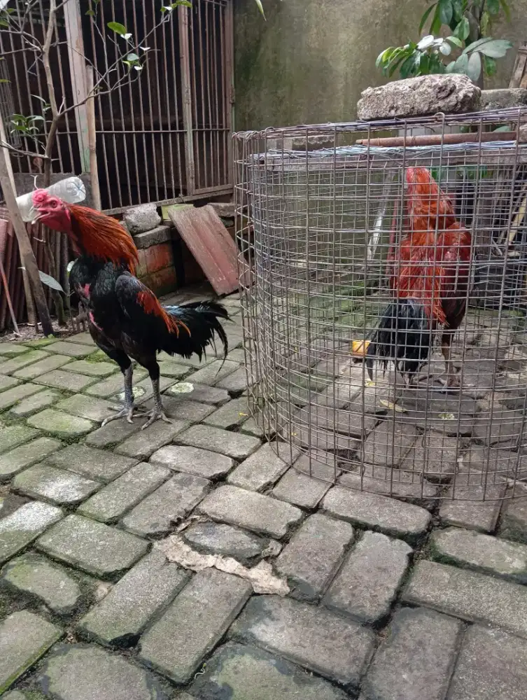 AYAM PAMA PAKHOY KHOYNGON KHOYTRAD MANGON BIRMA