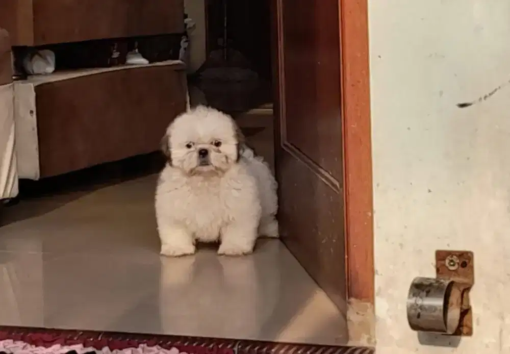Anjing mini shihtzu