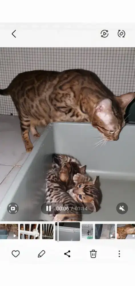 Kucing Ras indukan produktif
