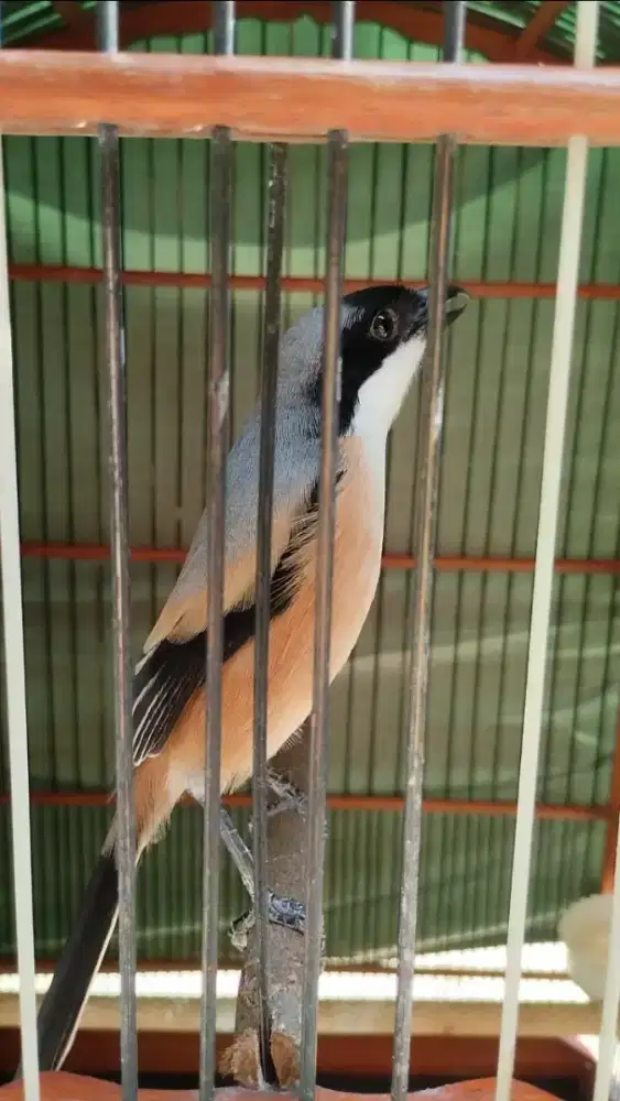 Cendet jatim 2kali urakan