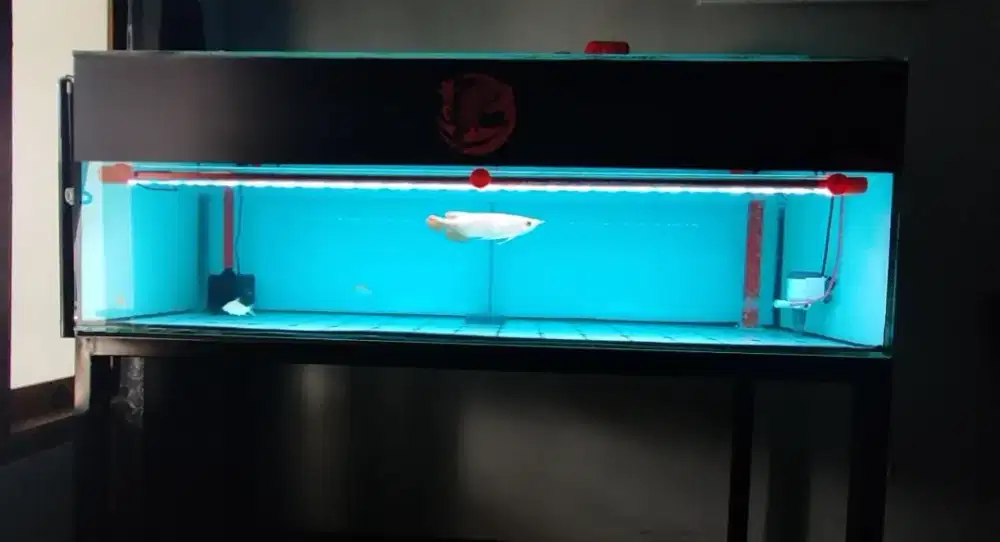 Dijual Arwana Super Red Plus Aquarium edisi pindahan