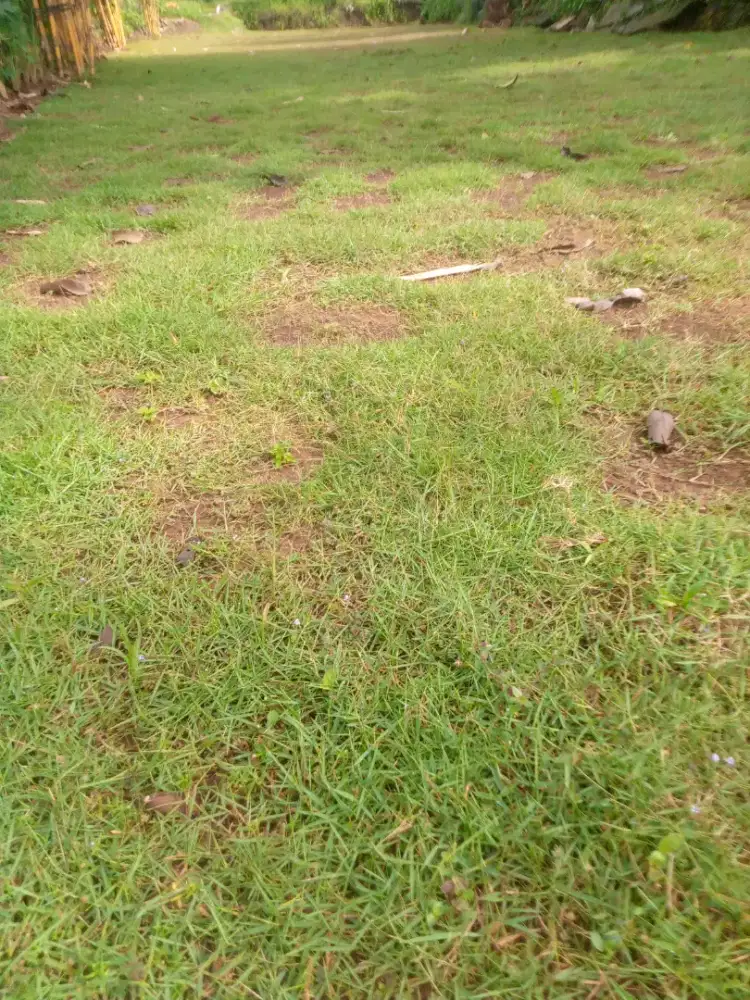 Rumput jepang stok ready