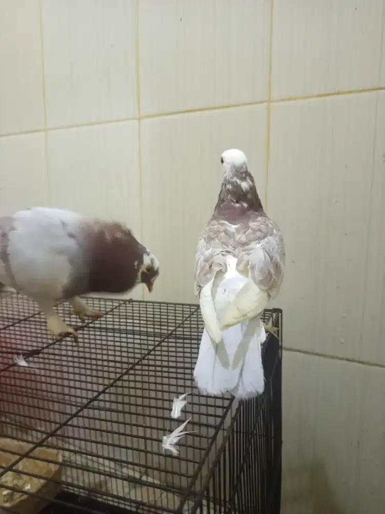 Merpati jembros