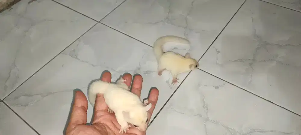 Sugar Glider Leucistic