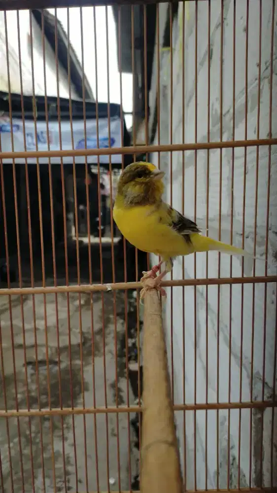 Burung kenari F1ys pejantan isi
