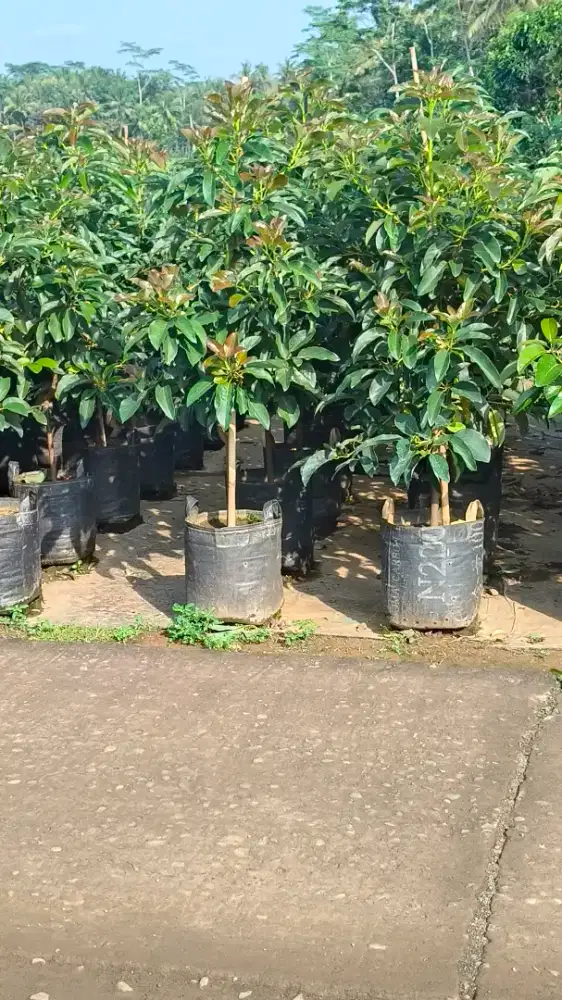 Alpukat pluwang
