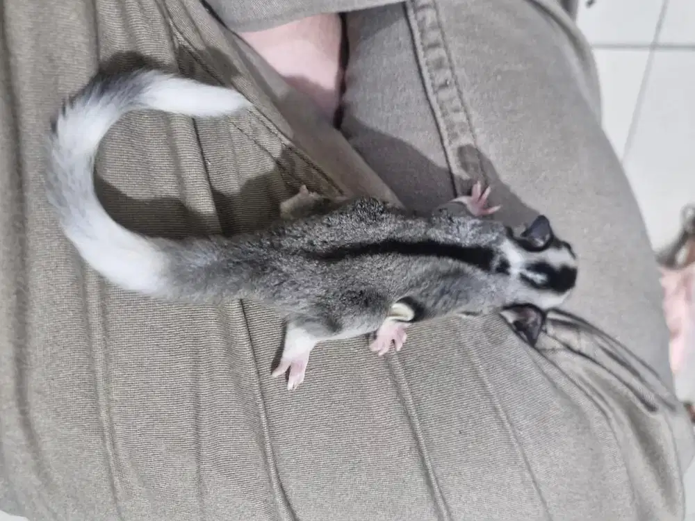Mozaik Sugar Glider Joey ph leu cream