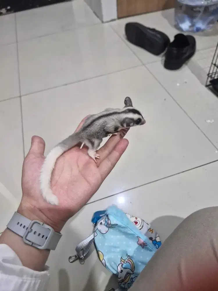 Silver mozaik sugar glider joey ph leu cream betina