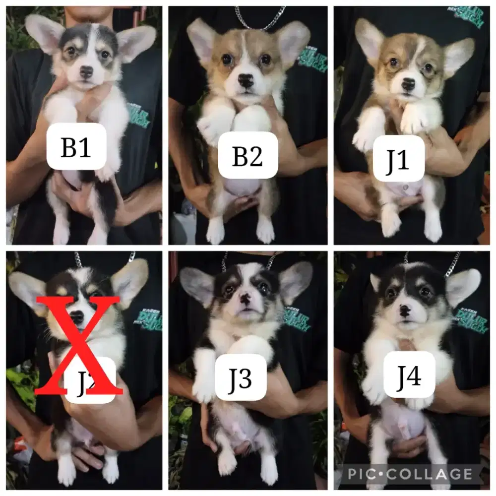 Jual Puppys Corgi