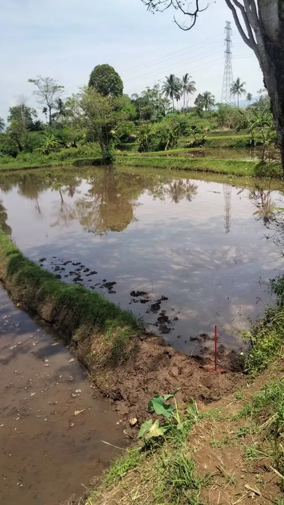 Dijual tanah sawah produktif. Harga nego 309.000/meter