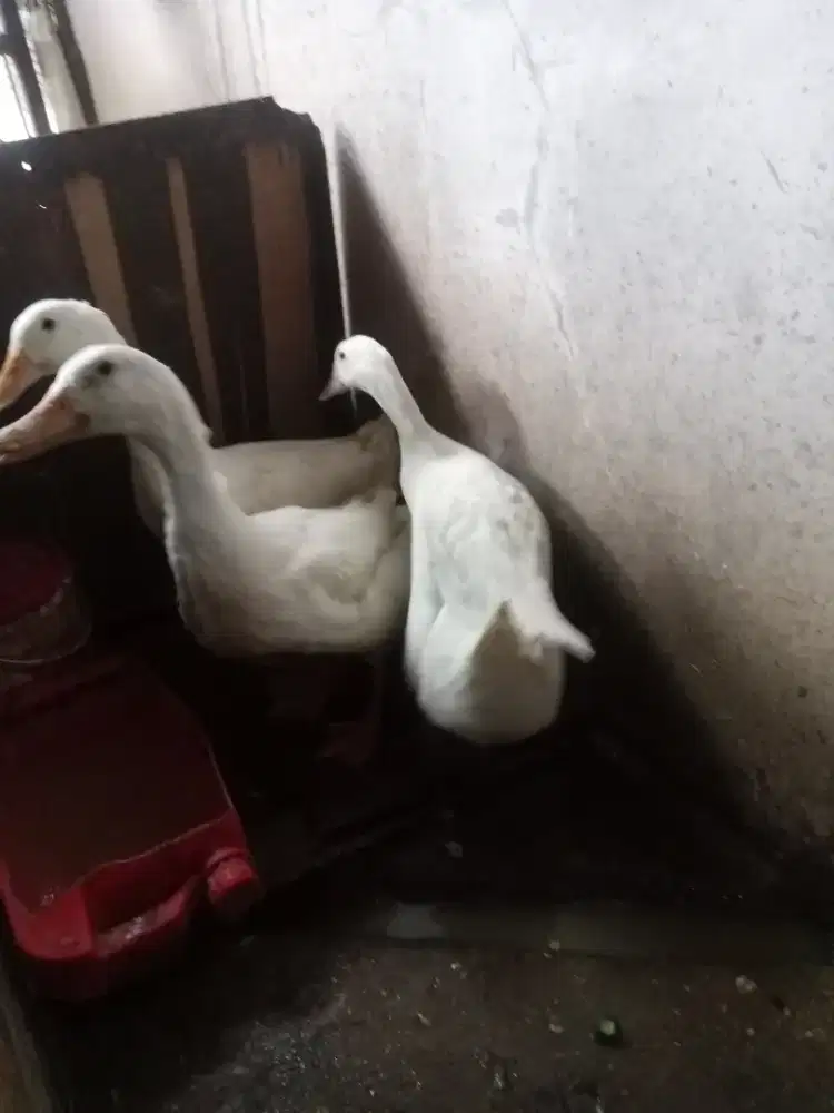 Tiga ekor bebek dijual
