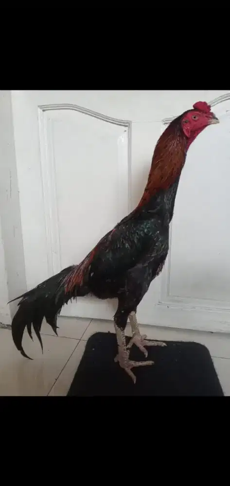 Ayam koytrad ukuran 5,5