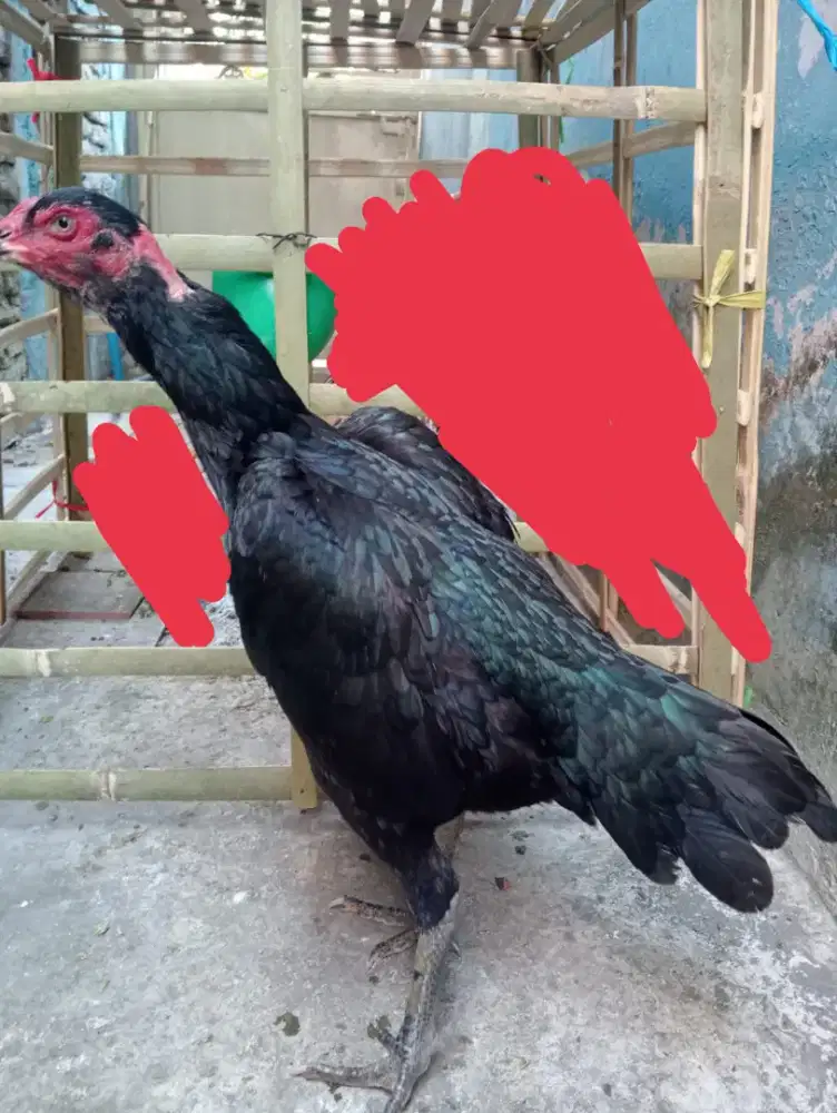 Ayam betina Bangkok klasik ukuran besar