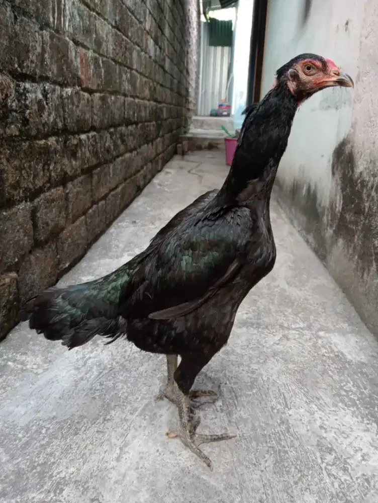 Ayam betina Bangkok klasik
