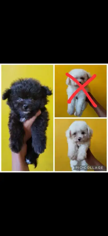 Jual Puppys Maltipo