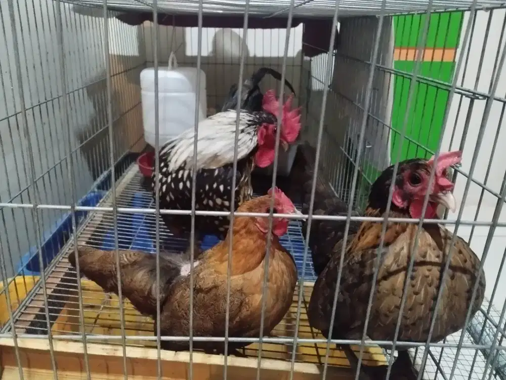 Ayam Serama Dewasa