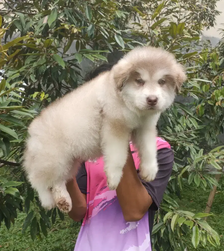 Red Alaskan Malamute Jantan Stamboom