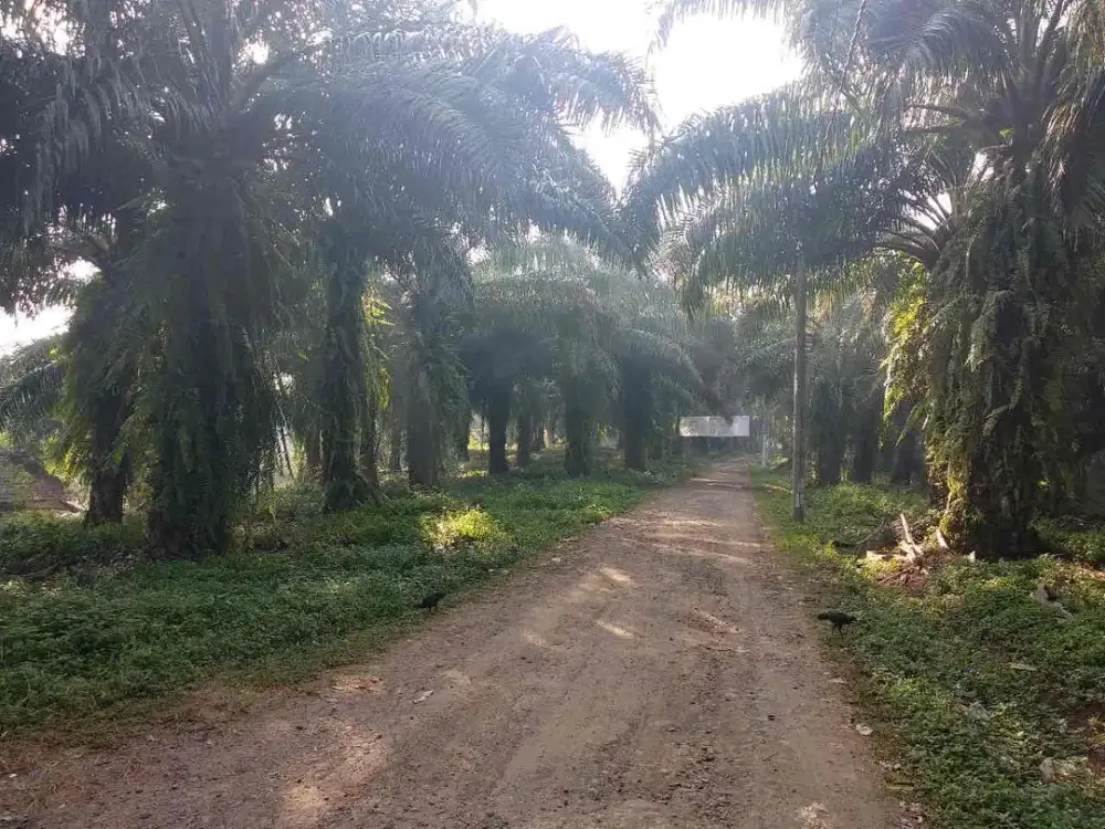 Dijual tanah kebun subur