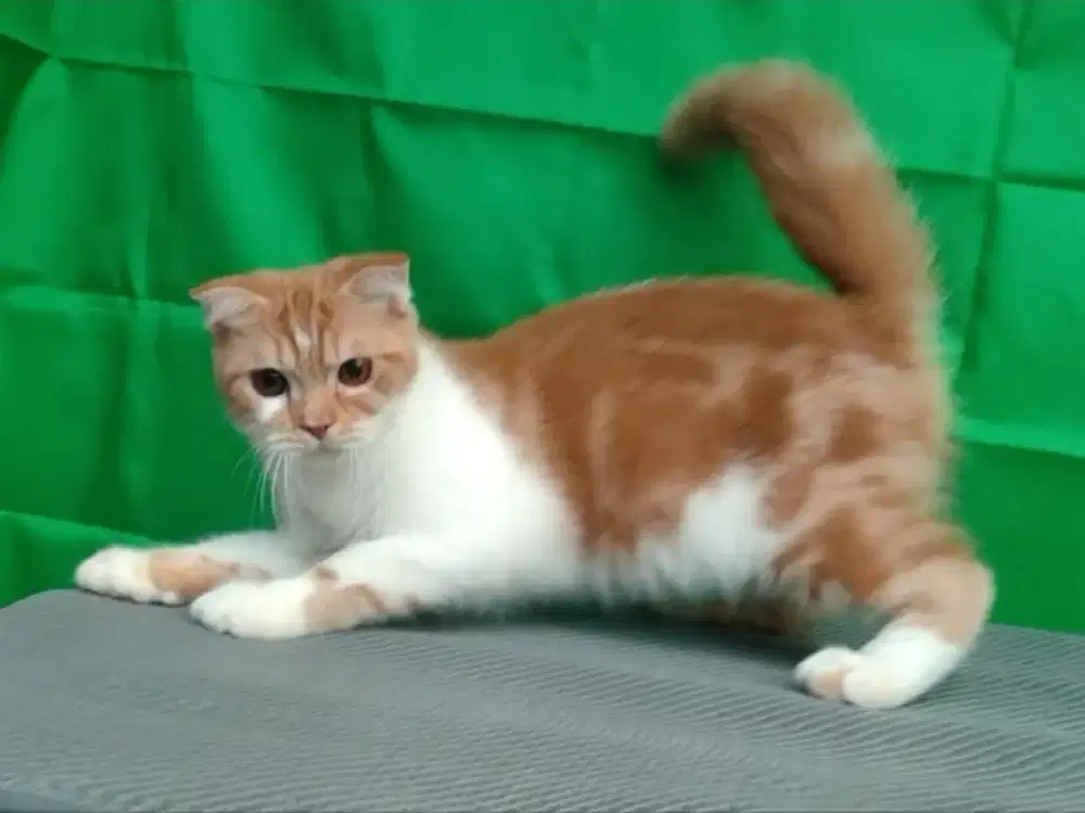 Kucing/ kitten Scottish fold jantan
