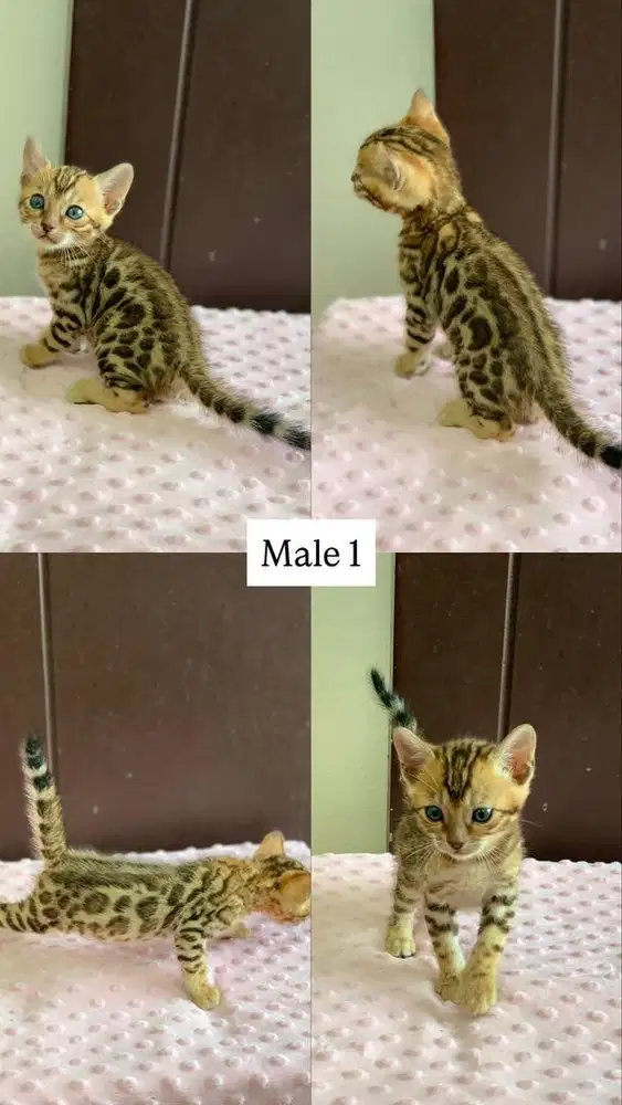Kucing kitten shorthair