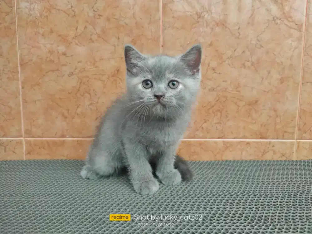 Kitten BSH ( British short hair)