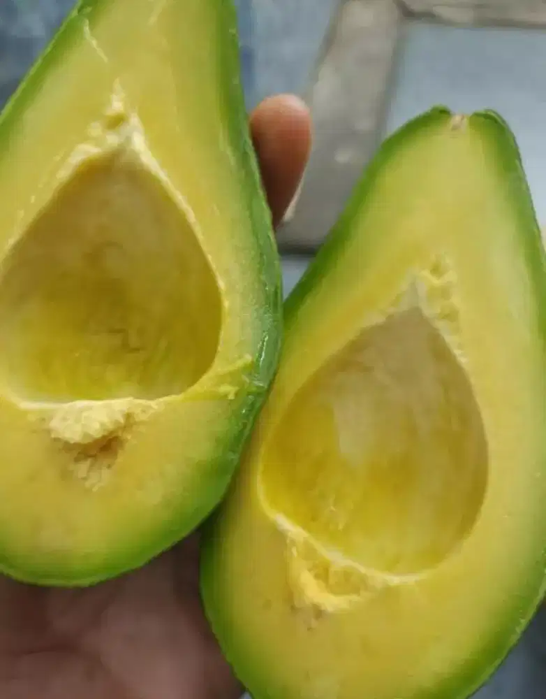 Alpukat mentega harga petani