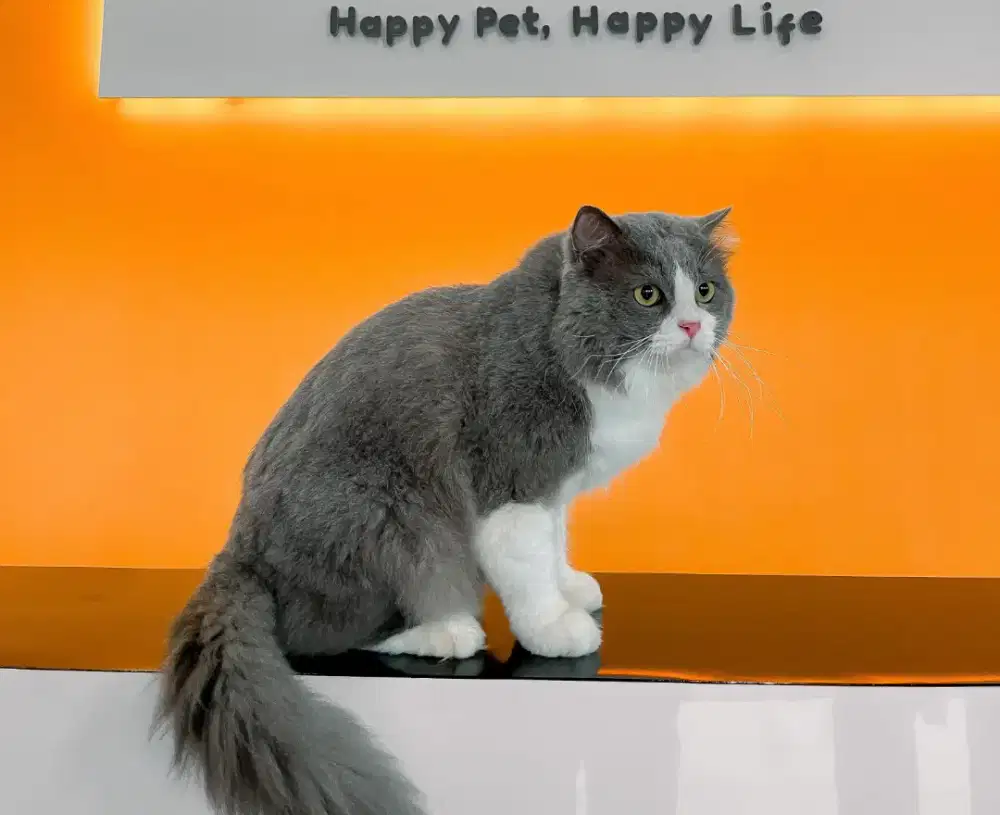 Kucing jantan persia medium cocok untuk peliharaan atau kawin