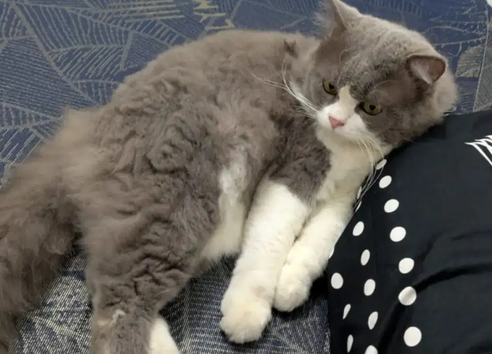 Kucing jantan persia medium cocok untuk peliharaan atau kawin
