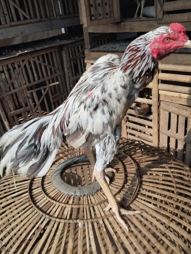Ayam muda pama x pakoy