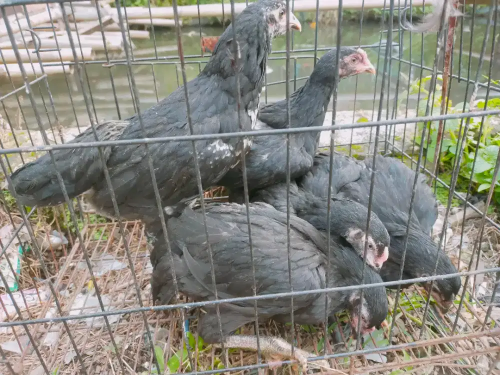 Ayam kampung siap ternak