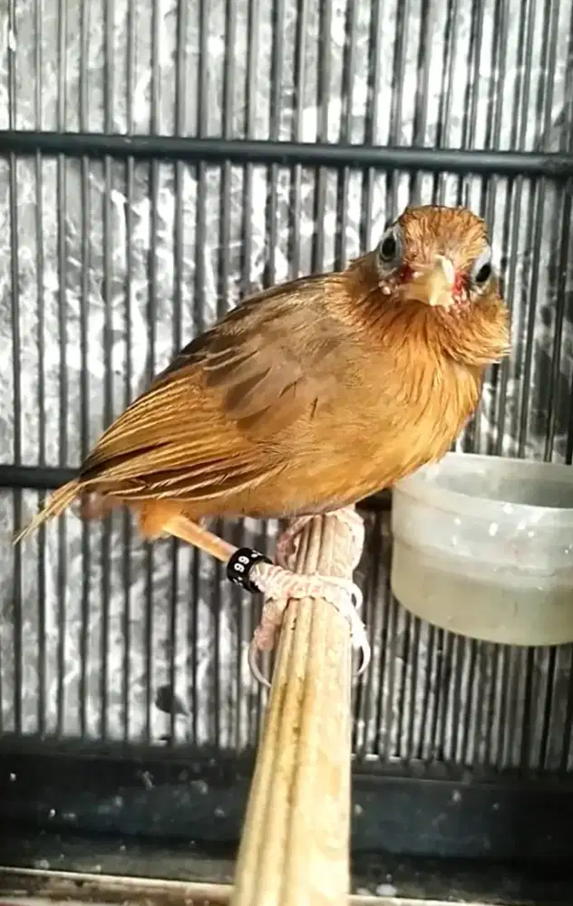 Burung wambi mh