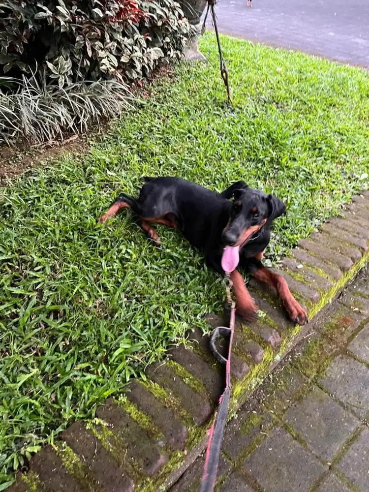 doberman betina vaksin 6 bln