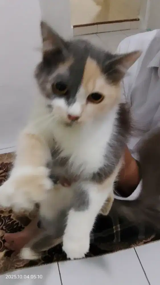 Kucing himalaya