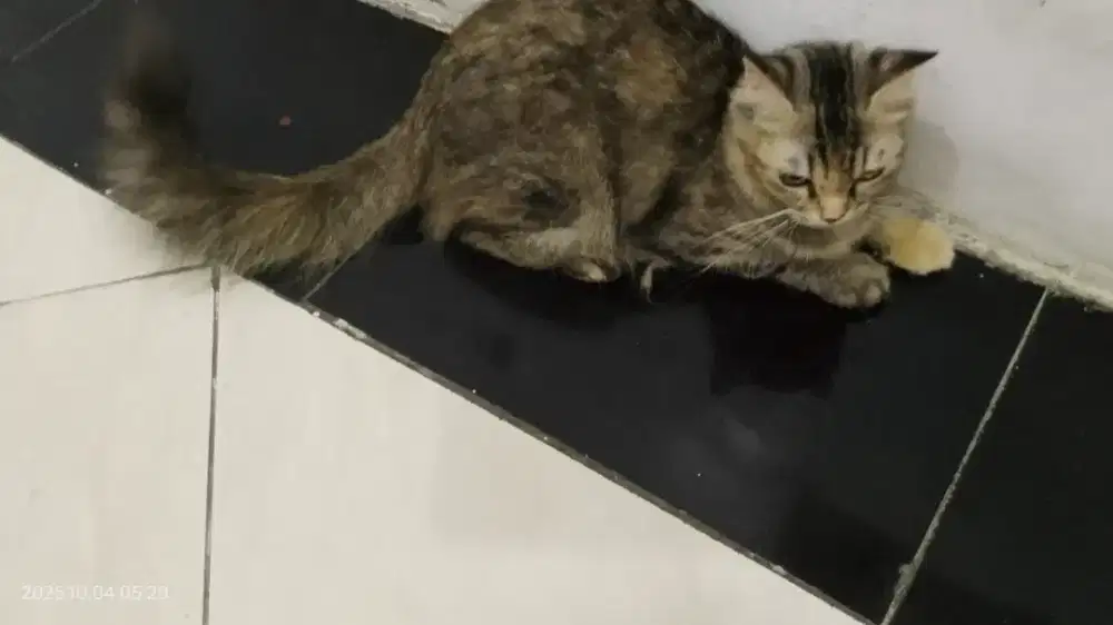 Kucing himalaya