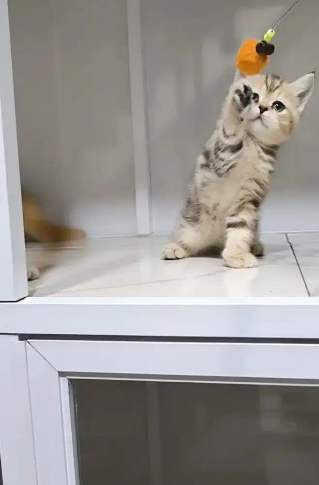 Scottish straight marble jantan kitten