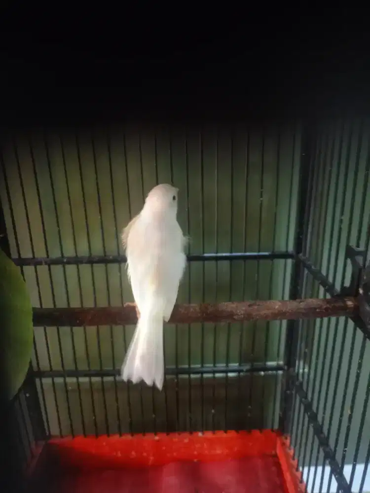 Burung kenari jantan warna  putih gacor