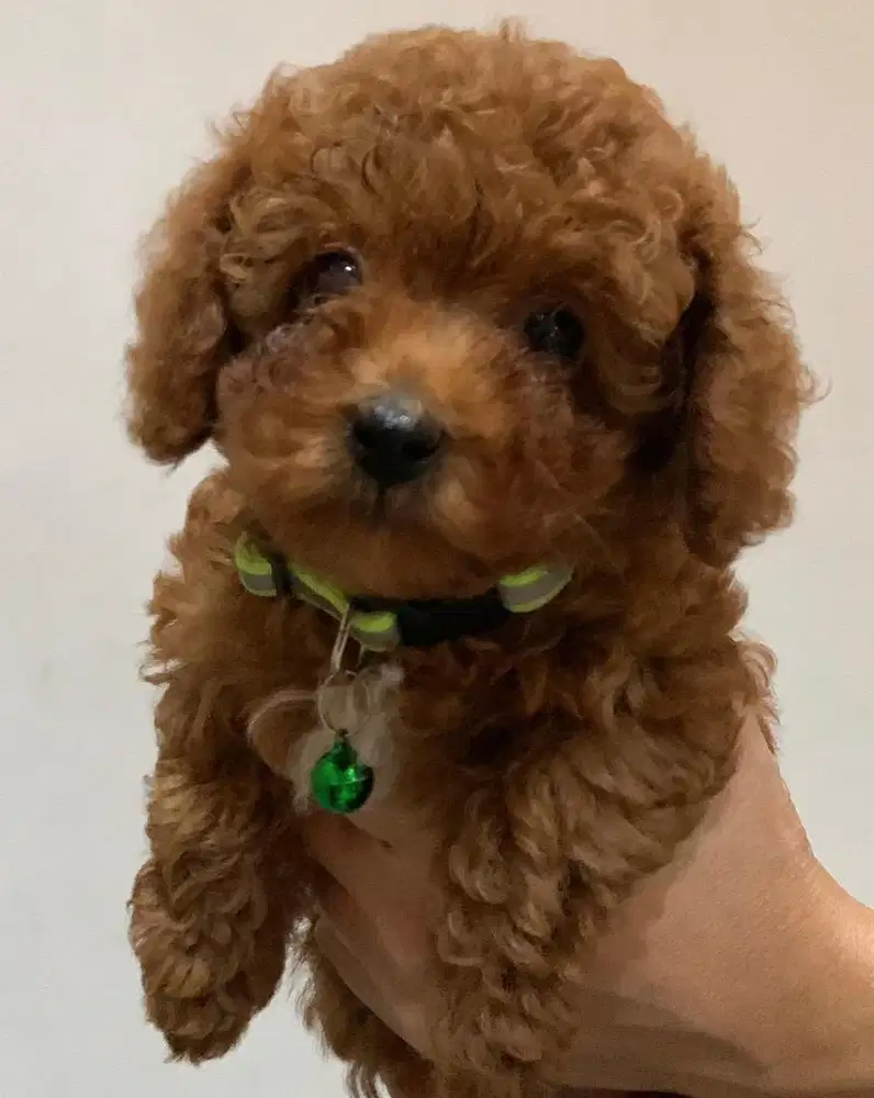 Anjing / puppies red toy poodle jantan