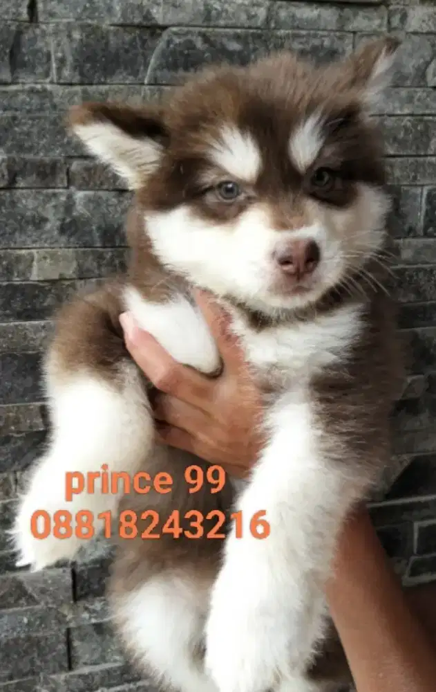 Alaskan malamute  puppies bagus termurah