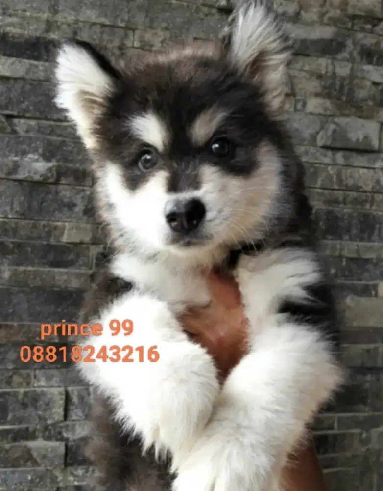 Alaskan malamute  puppies bagus termurah
